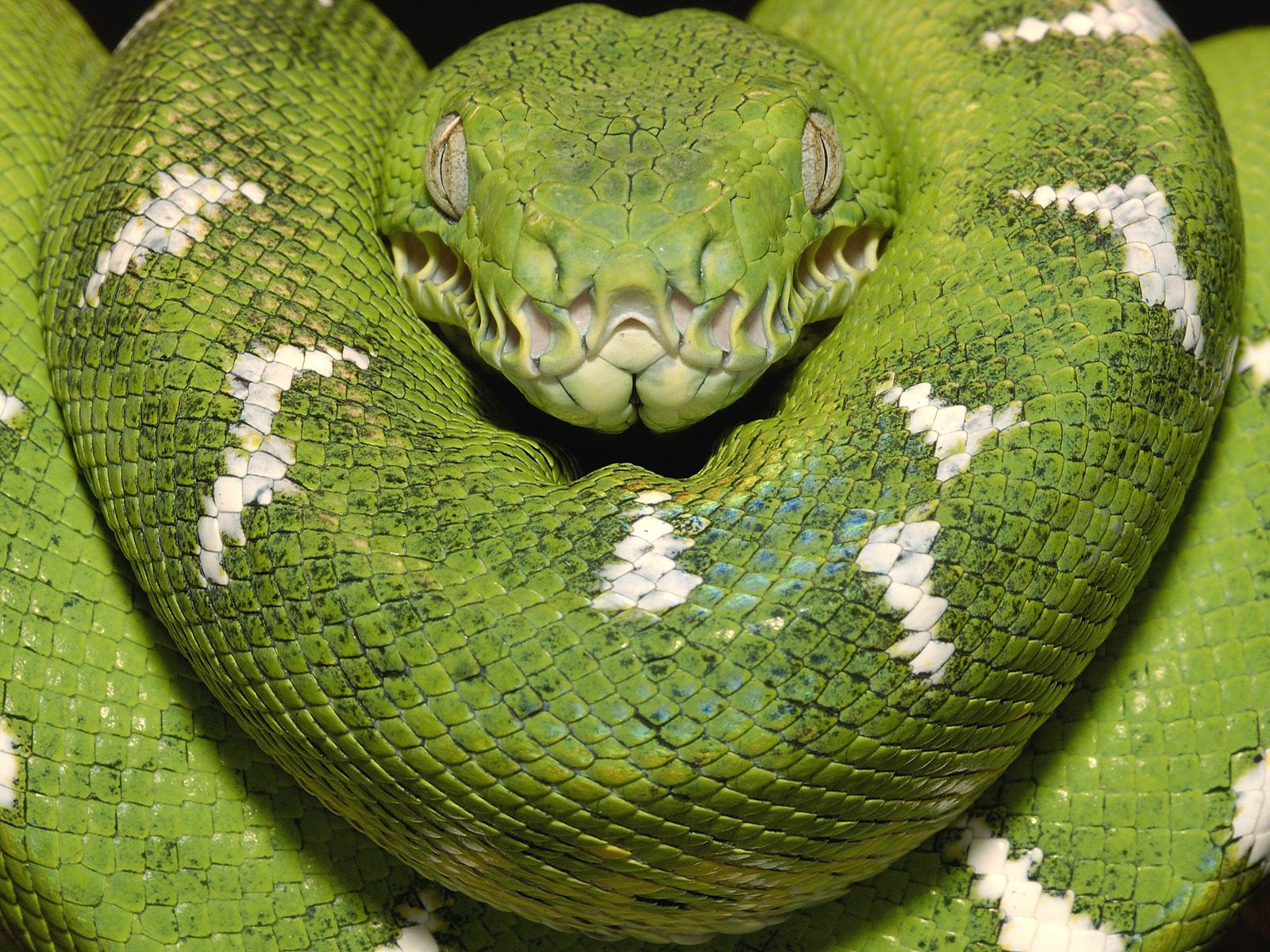 Emerald Tree Boa Amazon Equador955087074